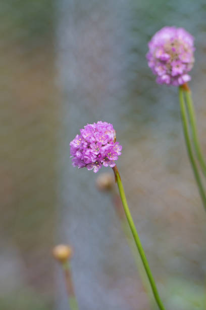 California Seapink (Armeria Maritima, ssp Californica) Flowers Closeup Blossoming in Bloom During Springtime