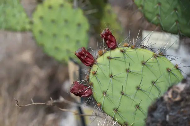 Grizzlybear Prickly Pear (Opuntia Polyacantha var Erinacea) Cactus with Pruple Flowering Heads