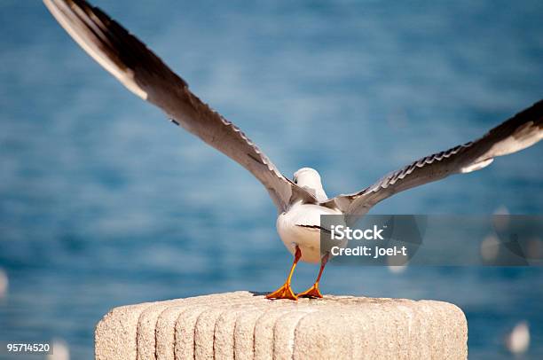 Möwe Abheben Stockfoto und mehr Bilder von Möwe - Möwe, Yokohama, Abheben - Aktivität