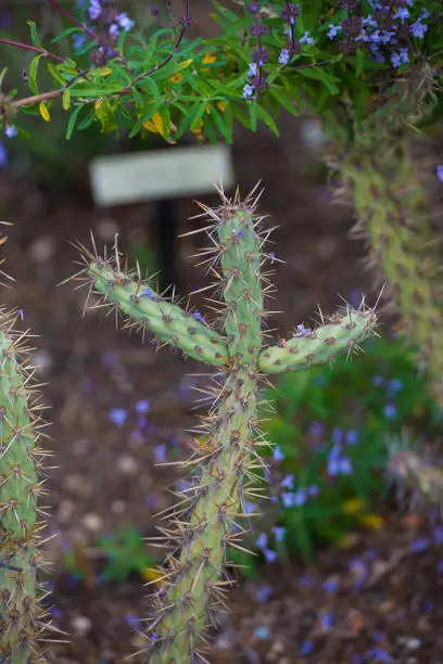 Photo of Closeup of Buckhorn Cholla Cactus (Cylindropuntia Aff Acanthocarpa)