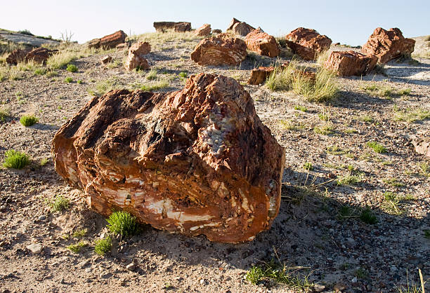 Petrified Forest  chinle formation stock pictures, royalty-free photos & images