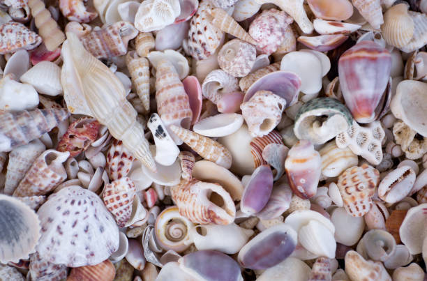 istock A variety of seashells. Mollusk colorful shells. Seashell texture. 957149254