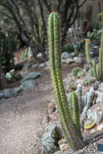 istock Echinopsis Cuzcoensis Cactus Close-Up 957150054