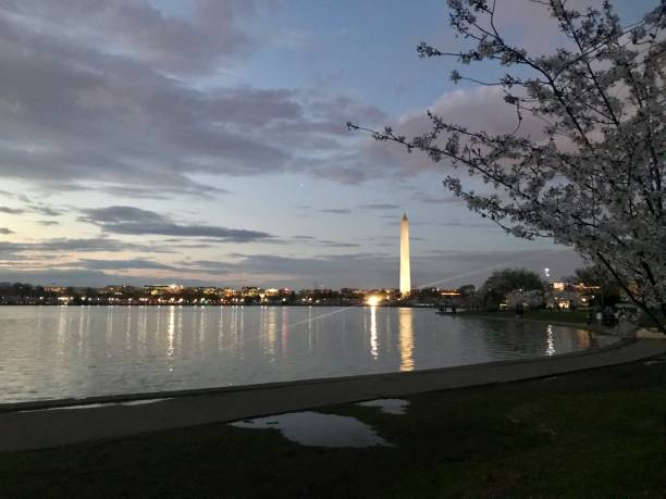 istock Washington DC Cherry Blossoms at Sunset 957151082