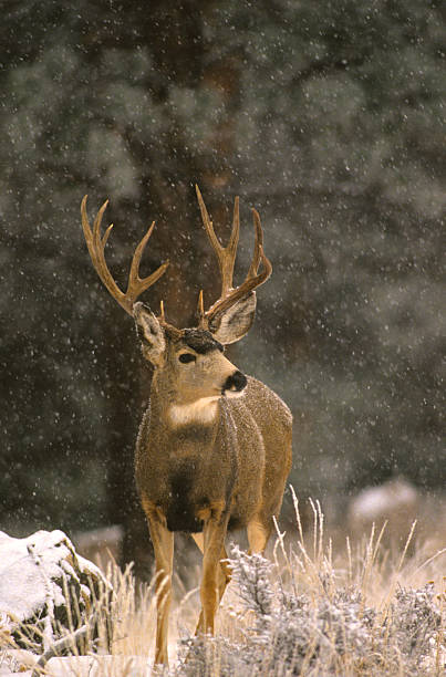 istock Mule Deer Buck in Snowstorm 95715257