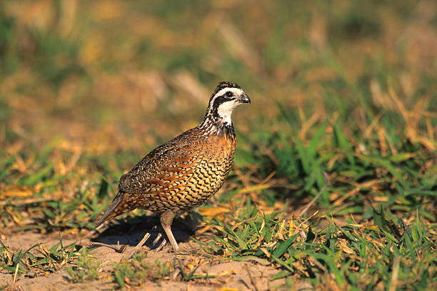 istock Male bobwhite quail walking on dirt and grass 95715259
