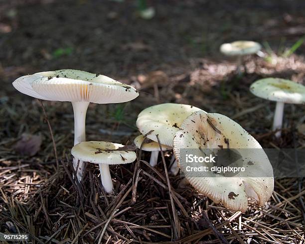 버섯 6 0명에 대한 스톡 사진 및 기타 이미지 - 0명, 곰팡이, 균류