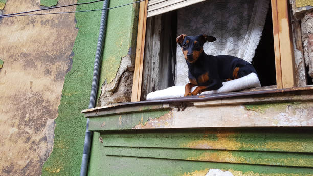 Cute miniature Pinscher dog sitting on a window pane and enjoying the view.