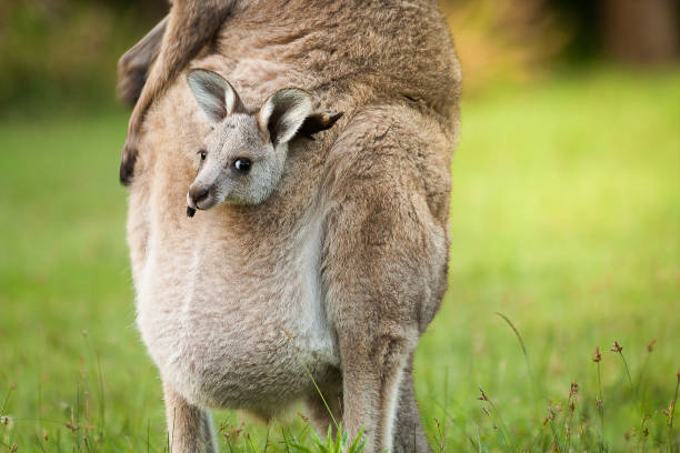 An Australia wild baby kangaroo in a mom's front bag, close up. stock photo