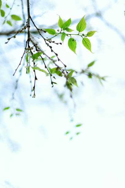 istock Green young leaves. Sunny day and spring nature background. Easter concept. Copy space 957154412