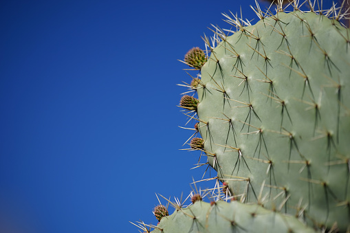 A Big Cactus with deep blue sky, Morocco