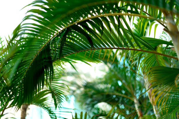 istock Palm trees over blue sky. Summer, holiday and travel concept with copy space. Palm branches with sun light effect. Background for design. Tropical jungle view 957155682