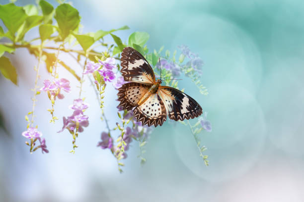 istock Leopard Lacewing butterfly flying over flower 957155946