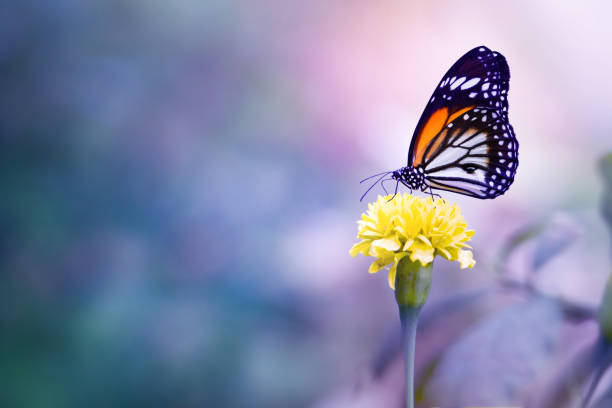 istock Beautiful butterfly feeding on Marigold flower 957156072