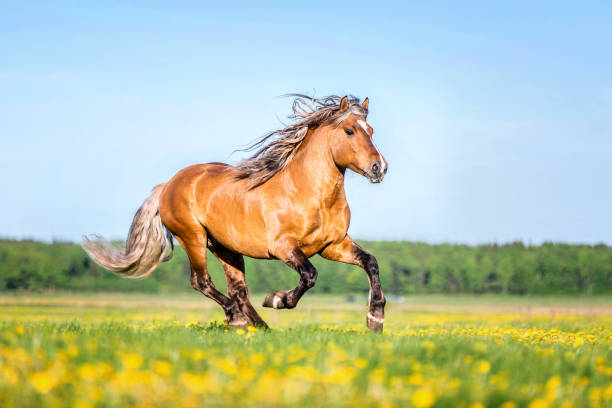 Beautiful Palomino horse ruuning free.