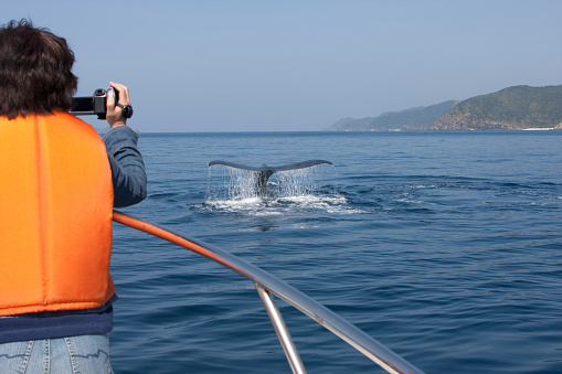 Turista observación de ballenas photo