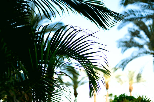 istock Palm branches with sun light effect. Summer, holiday and travel concept with copy space. Palm trees over blue sky. Background for design. Tropical jungle view 957157496