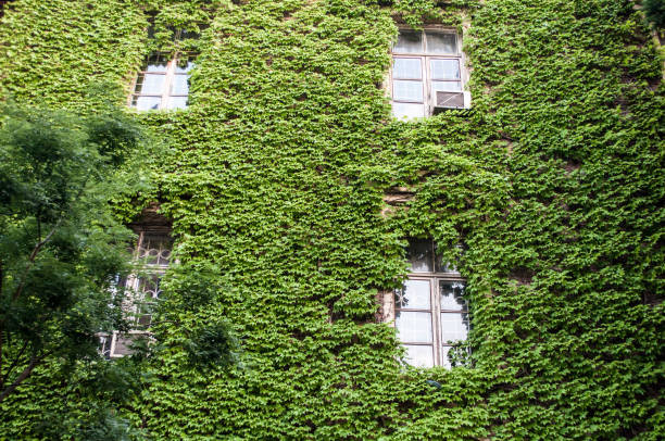 istock Windows on the wall of plants 957159746