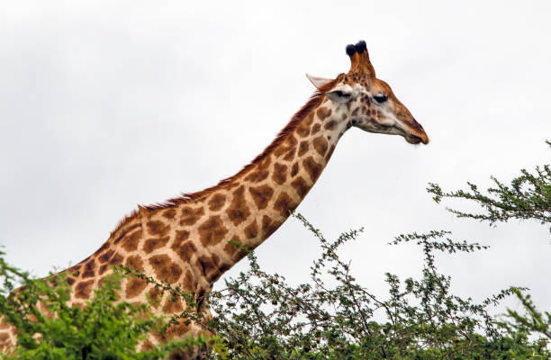 istock Pattern and Texture of Giraffe Body Against Overcast Sky 957159836