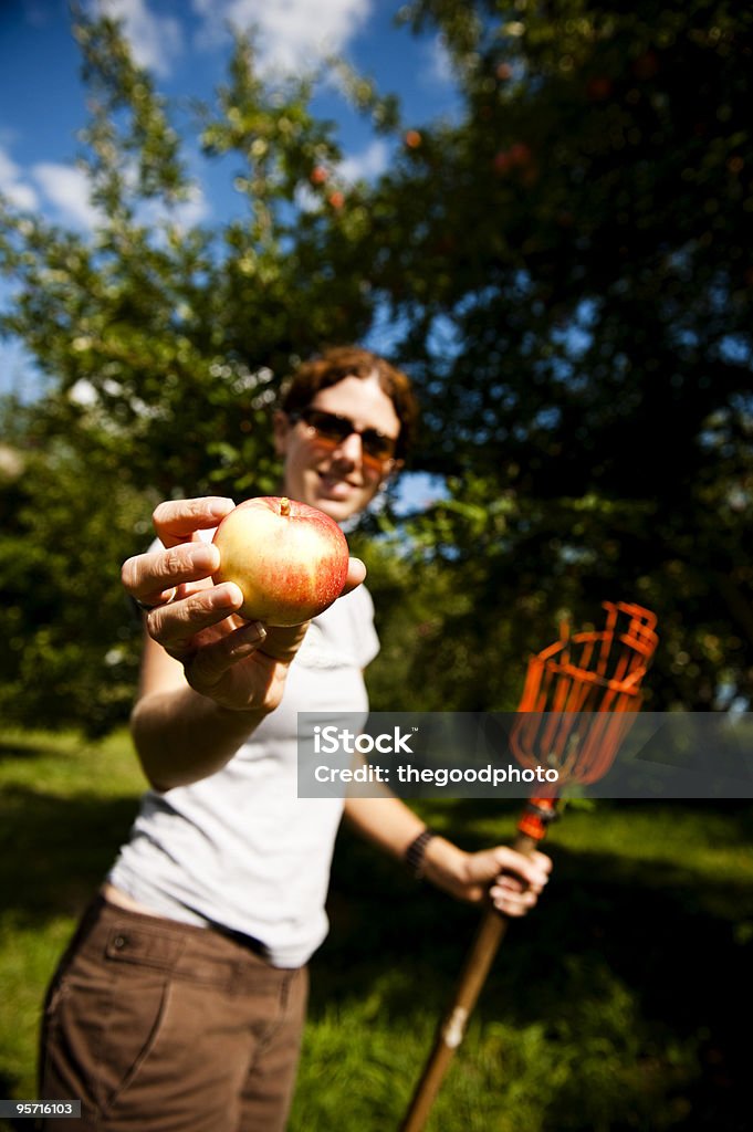 Colheita de maçãs - Foto de stock de Adulto royalty-free