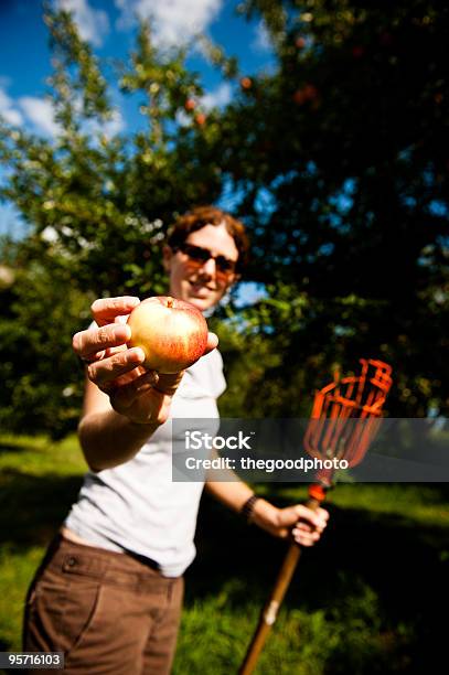 Escolher Maçãs - Fotografias de stock e mais imagens de Adulto - Adulto, Agricultura, Alimentação Saudável