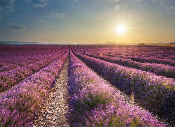istock Lavender fields in Provence, France at sunset 957163716