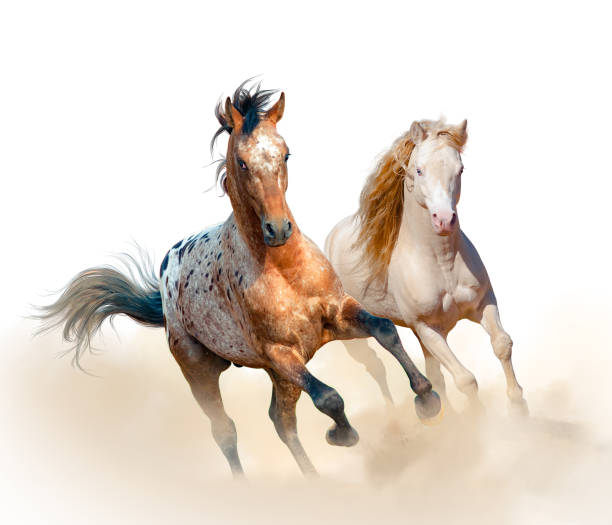 istock Appaloosa and welsh stallion run together 957167354