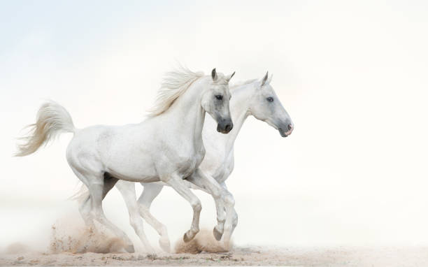 Two beautiful snowy white horses running Two beautiful snowy white horses running together on light background white horse stock pictures, royalty-free photos & images