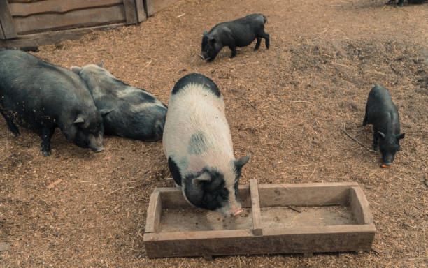 istock Pig. The pig eats from the trough 957168574