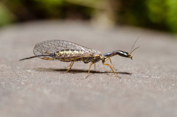 istock Snakefly insect with the order Raphidioptera. 957170044