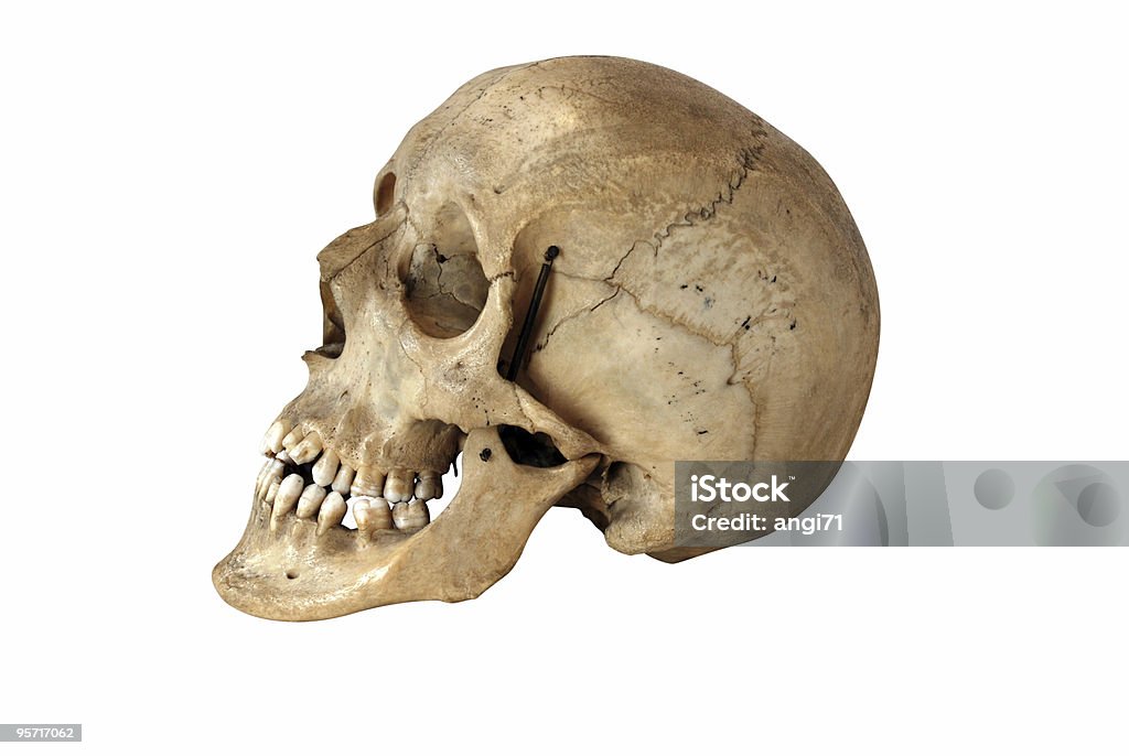 Skill of a human on white scene skull side view with clipping path. Anatomy Stock Photo