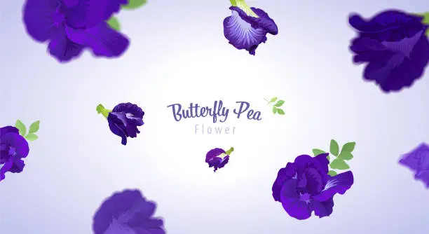 Vector illustration of Flying butterfly pea flowers and leaf on blue background template.