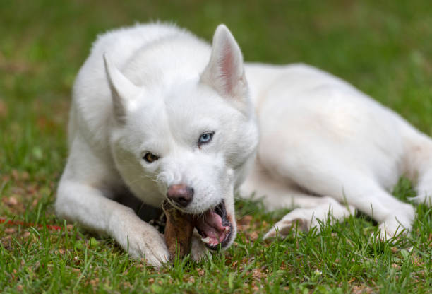 istock White Husky lying on the grass at a park 957174388
