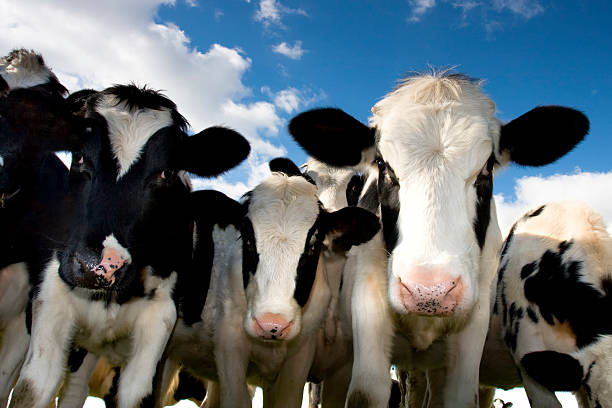 Foto showing calves / young cows on the field on a sunny day with blue sky and some clouds