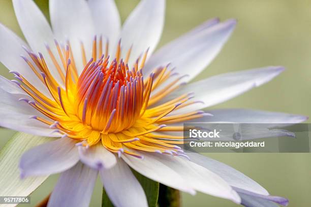 Water Lilia - zdjęcia stockowe i więcej obrazów Kew Gardens - Kew Gardens, Bez ludzi, Fotografika