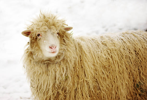 istock White sheep on the snow with pine needles in fur 95717807