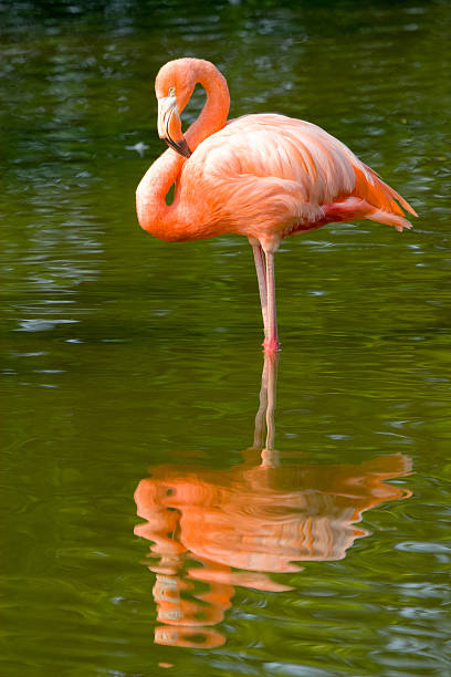 istock Pink Flamingo at rest. 95717809
