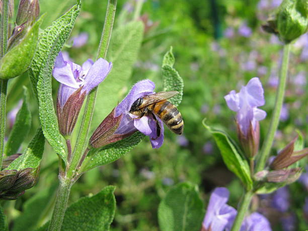 abeille avec une fleur sauge - flugel photos et images de collection