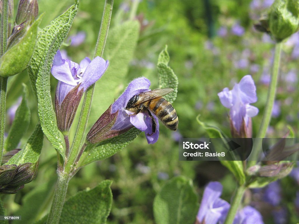 Bee with a sage flower  Sage Stock Photo