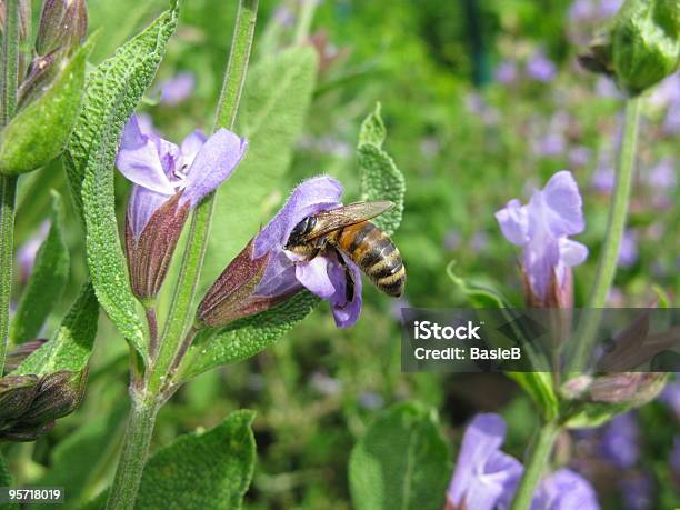 Bee With A Sage Flower Stock Photo - Download Image Now - Sage, Bee, Honey