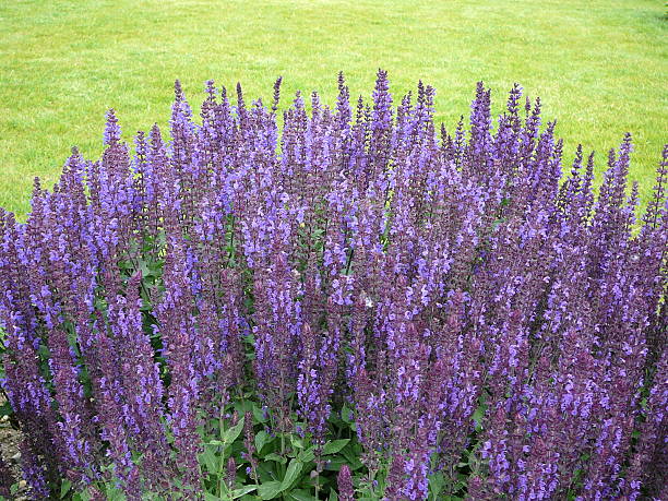 salvia nemorosa - küchenkräuter photos et images de collection