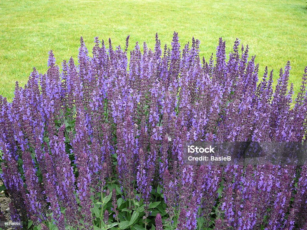 Salvia nemorosa - Foto stock royalty-free di Salvia