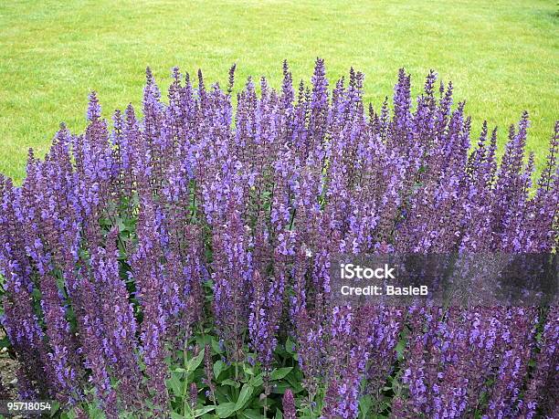 Salvia Nemorosa - Fotografie stock e altre immagini di Salvia - Salvia, Ambientazione esterna, Blu