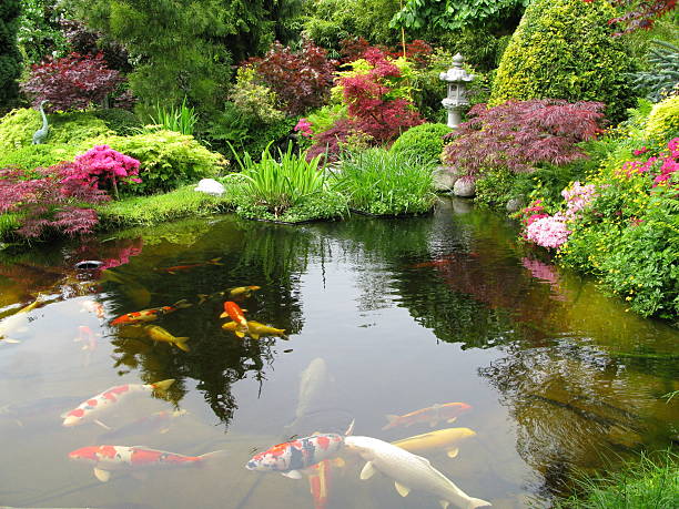 istock Big Kois in the pond 95718056