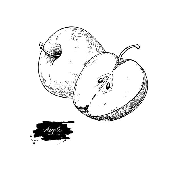 illustrazioni stock, clip art, cartoni animati e icone di tendenza di disegno vettoriale apple. frutta disegnata a mano e pezzi a fette. estate - mela illustrazioni