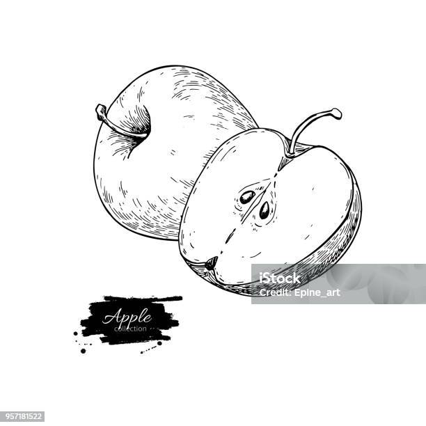 Apple Vector Drawing Hand Drawn Fruit And Sliced Pieces Summer Stock Illustration - Download Image Now