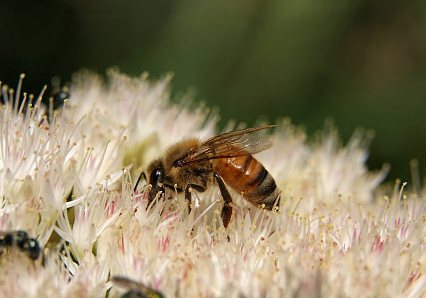 Miel abeille et sedum plant - Photo