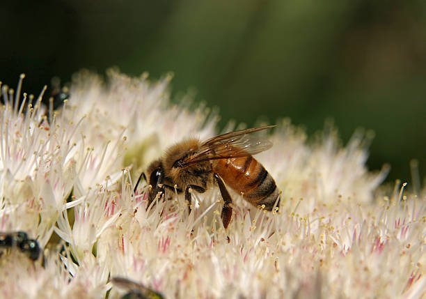 honey bee と sedum 植物 ストックフォト