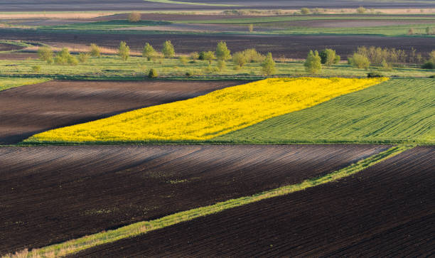 istock Agricultural landscape, arable crop field 957183410
