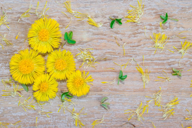 istock Yellow early flowers primroses, pattern on natural wood light background, 957183516